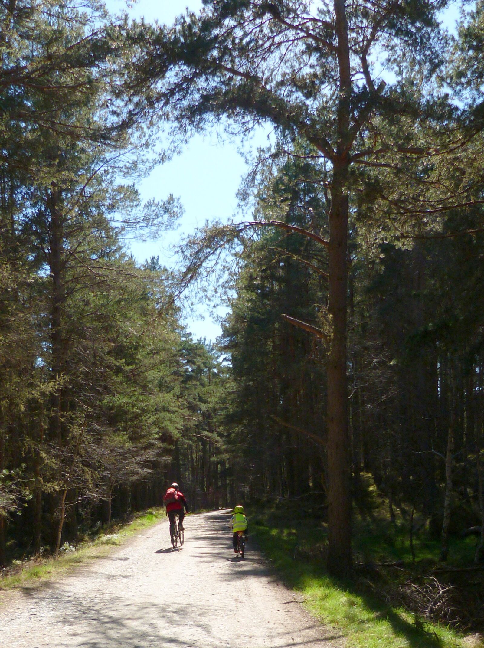 Panasonic Lumix DMC-FZ40 (Lumix DMC-FZ45) sample photo. Forest, cycle, bike photography