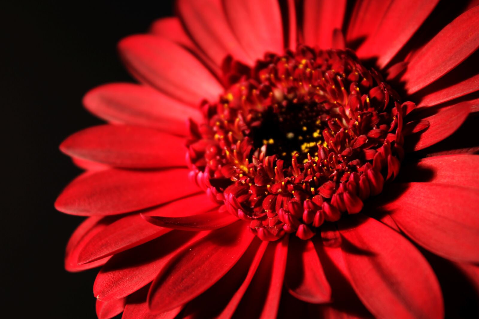 Canon EOS 1100D (EOS Rebel T3 / EOS Kiss X50) sample photo. Gerbera, blossom, bloom photography