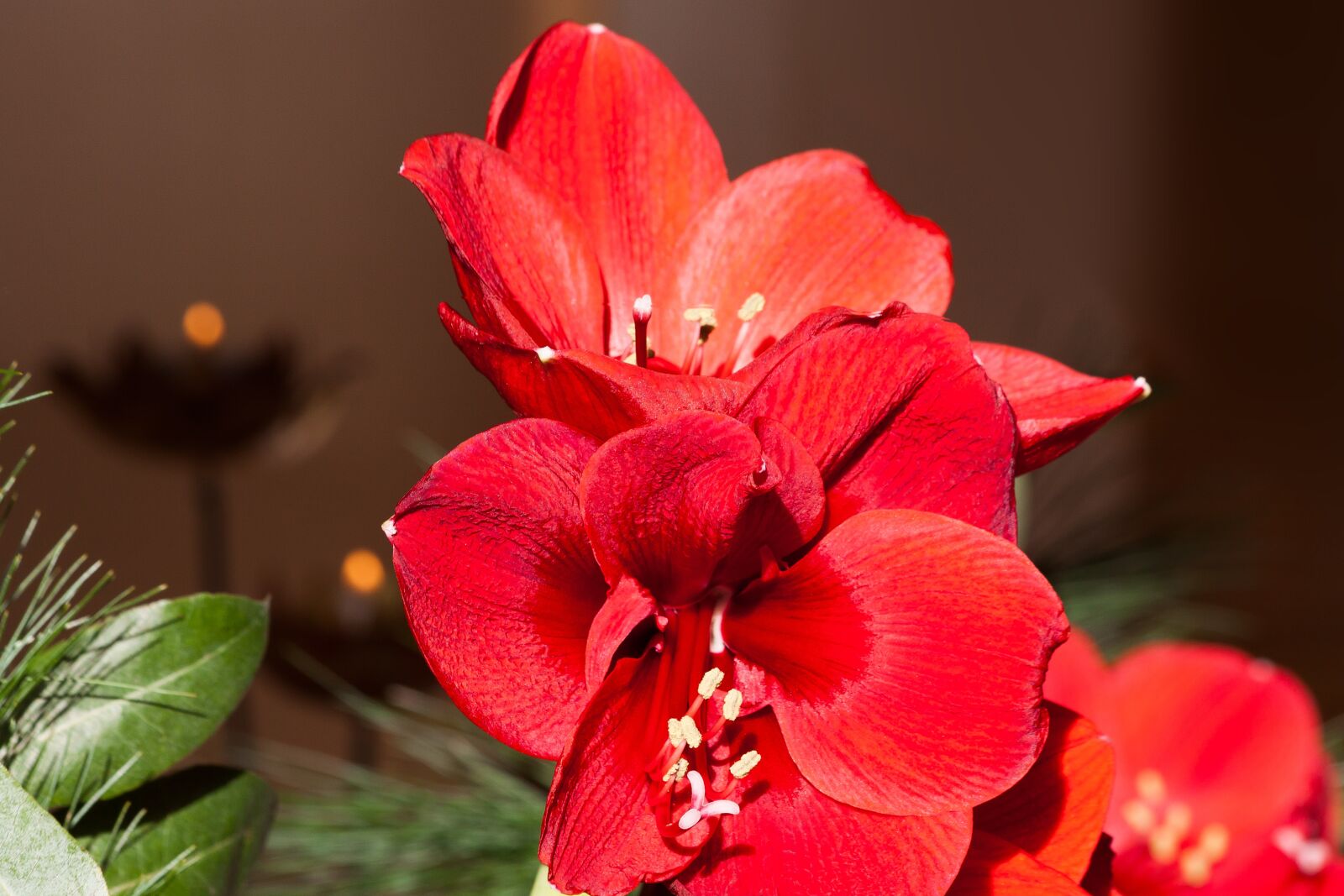 Canon EOS 50D sample photo. Amaryllis, red, blossom photography