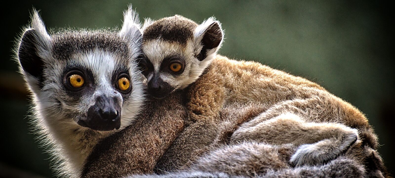 Nikon D3200 sample photo. Ape, lemur, animal world photography