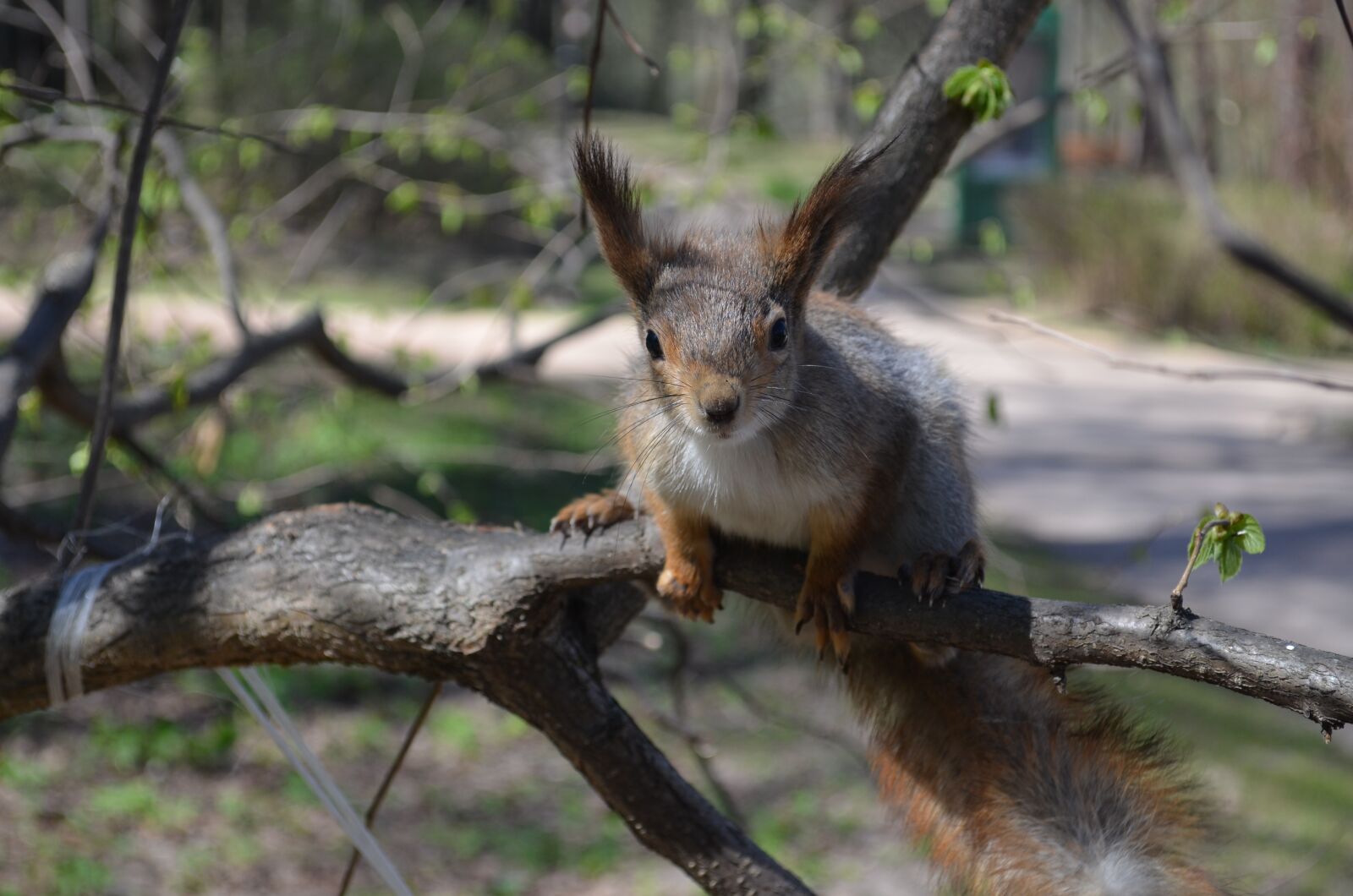 Nikon D5100 sample photo. Squirrel, nature, furry photography