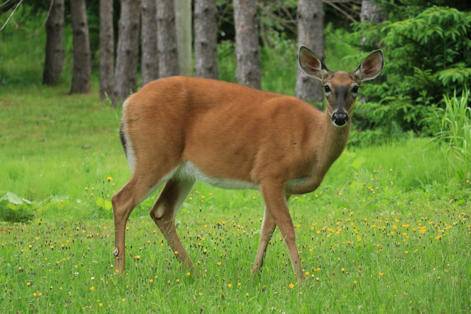 Canon EOS 7D Mark II sample photo. Mammal, deer, animal photography