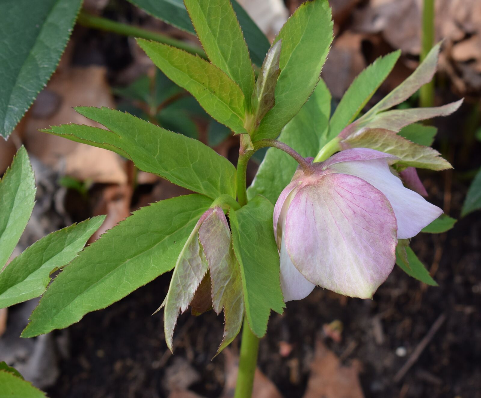 Nikon D3300 sample photo. Pink hellebore, pink lenten photography