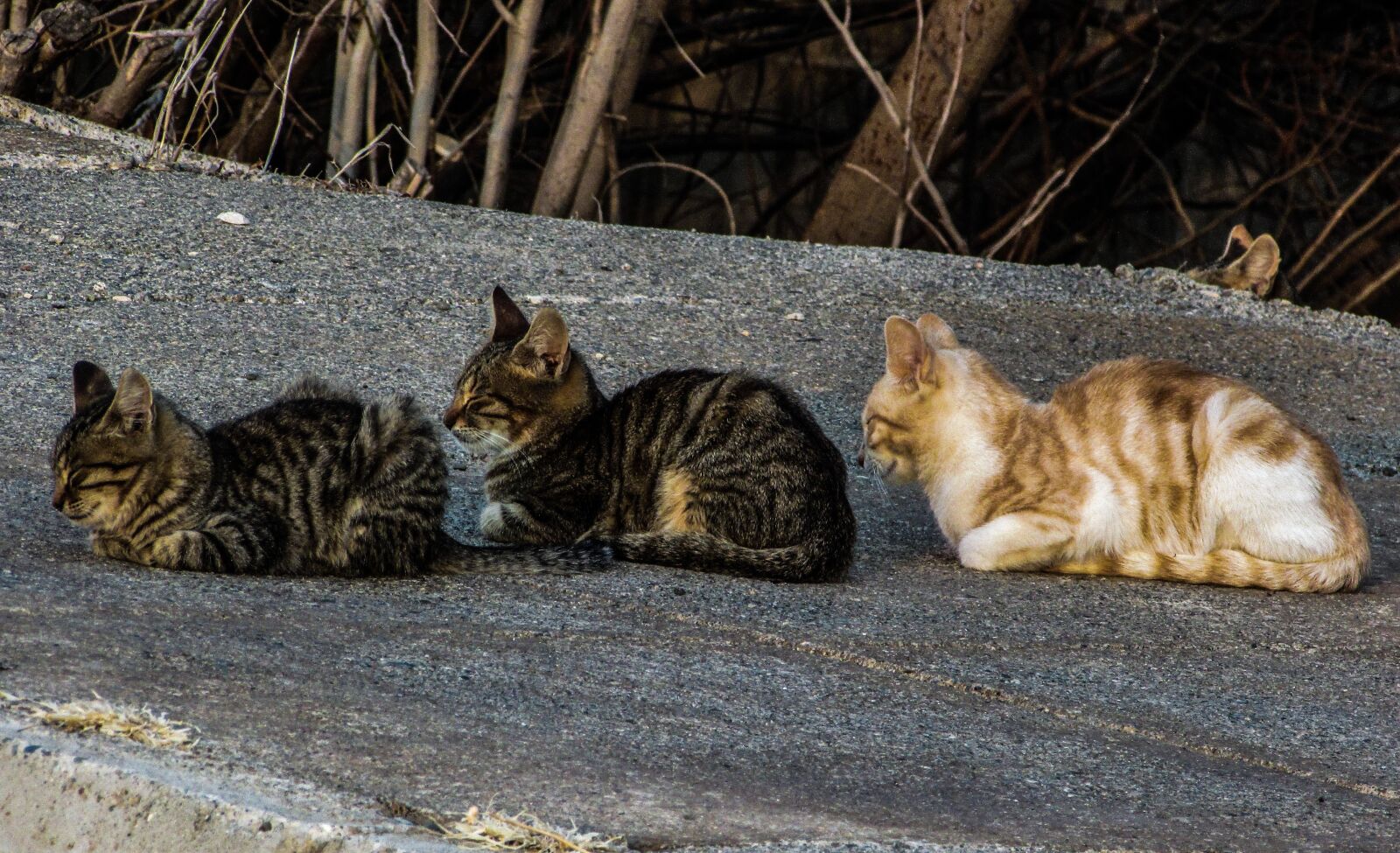 Canon PowerShot SX400 IS sample photo. Cats, stray, in a photography