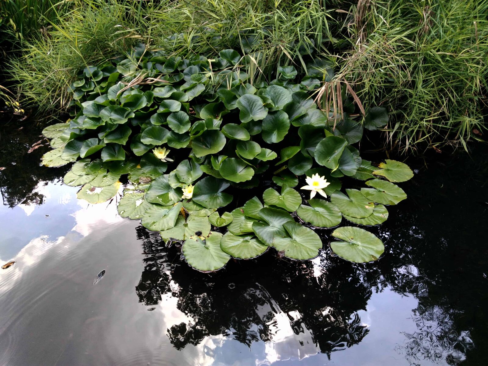 Lenovo S60-A sample photo. Flora, white lotus, water photography