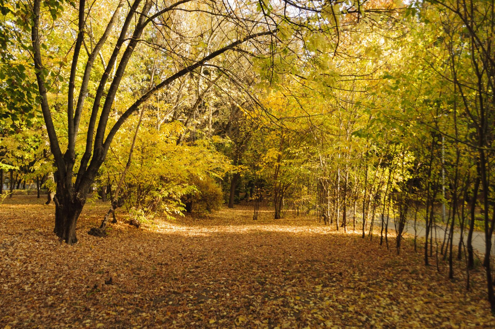 Nikon D300 sample photo. Trees, foliage, fall photography