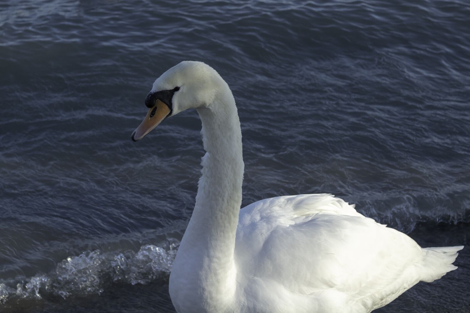 Canon EOS 1300D (EOS Rebel T6 / EOS Kiss X80) sample photo. Swan, cam, water bird photography