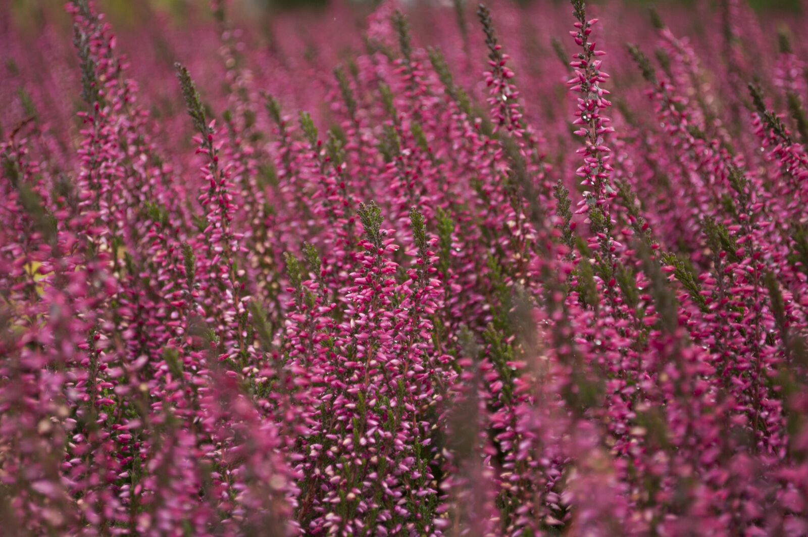 Nikon D5000 sample photo. Nature, autumn, heathers photography