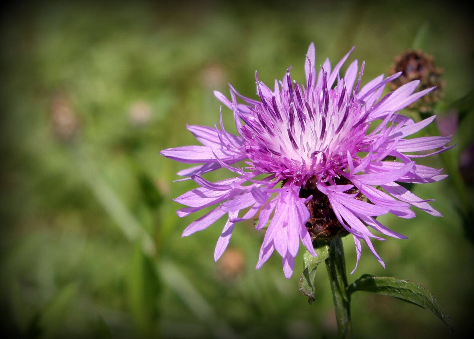 Canon EOS 1100D (EOS Rebel T3 / EOS Kiss X50) sample photo. Flower, purple, nature photography