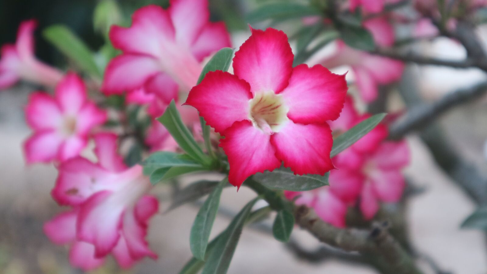 Canon EOS M3 + Canon EF-M 15-45mm F3.5-6.3 IS STM sample photo. Flowers, red, garden photography