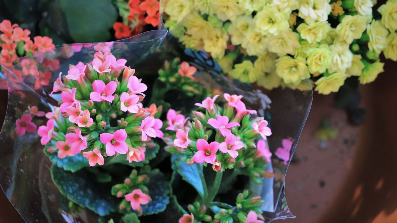 Canon EOS 800D (EOS Rebel T7i / EOS Kiss X9i) sample photo. Kalanchoe, colourful, affix photography
