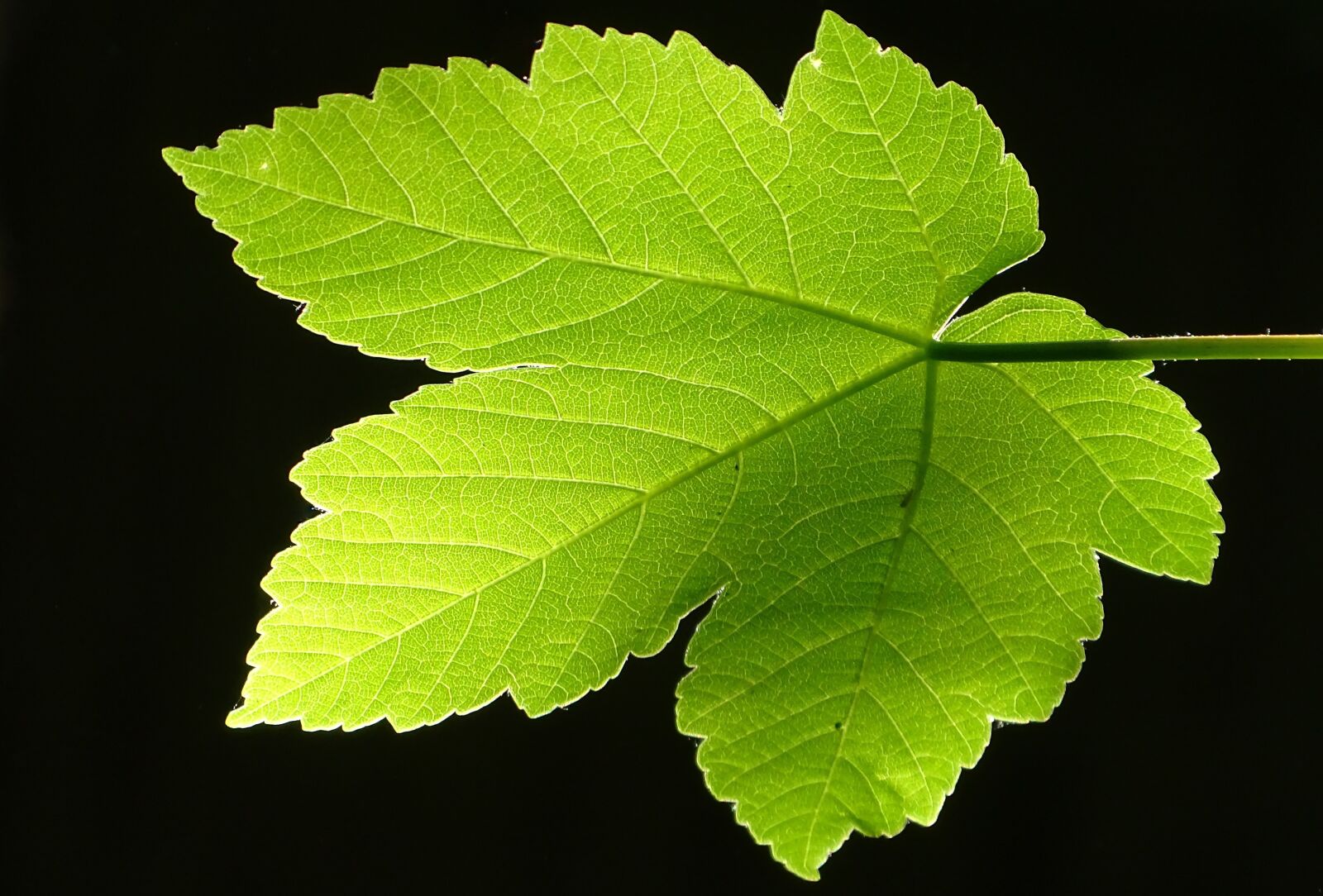 Sony Cyber-shot DSC-HX350 sample photo. Leaf, tree, forest photography