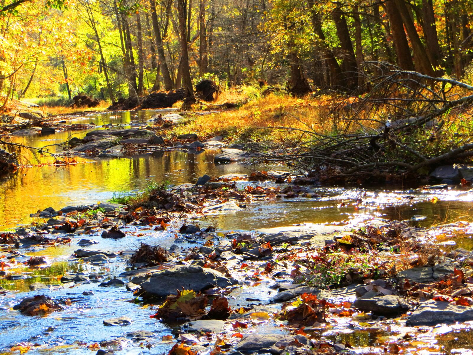 Canon PowerShot SX260 HS sample photo. Babbling creek, autumn trees photography