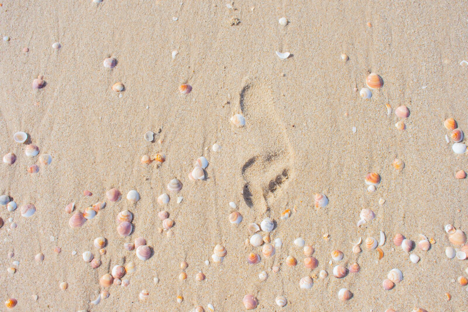 Nikon D7200 sample photo. Coast, sand, track photography