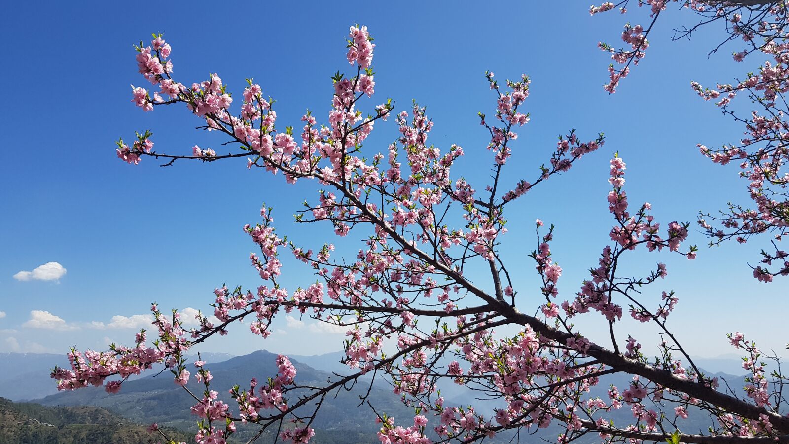 Samsung Galaxy S8+ sample photo. Himview1, dharmview1, subhuview1 photography