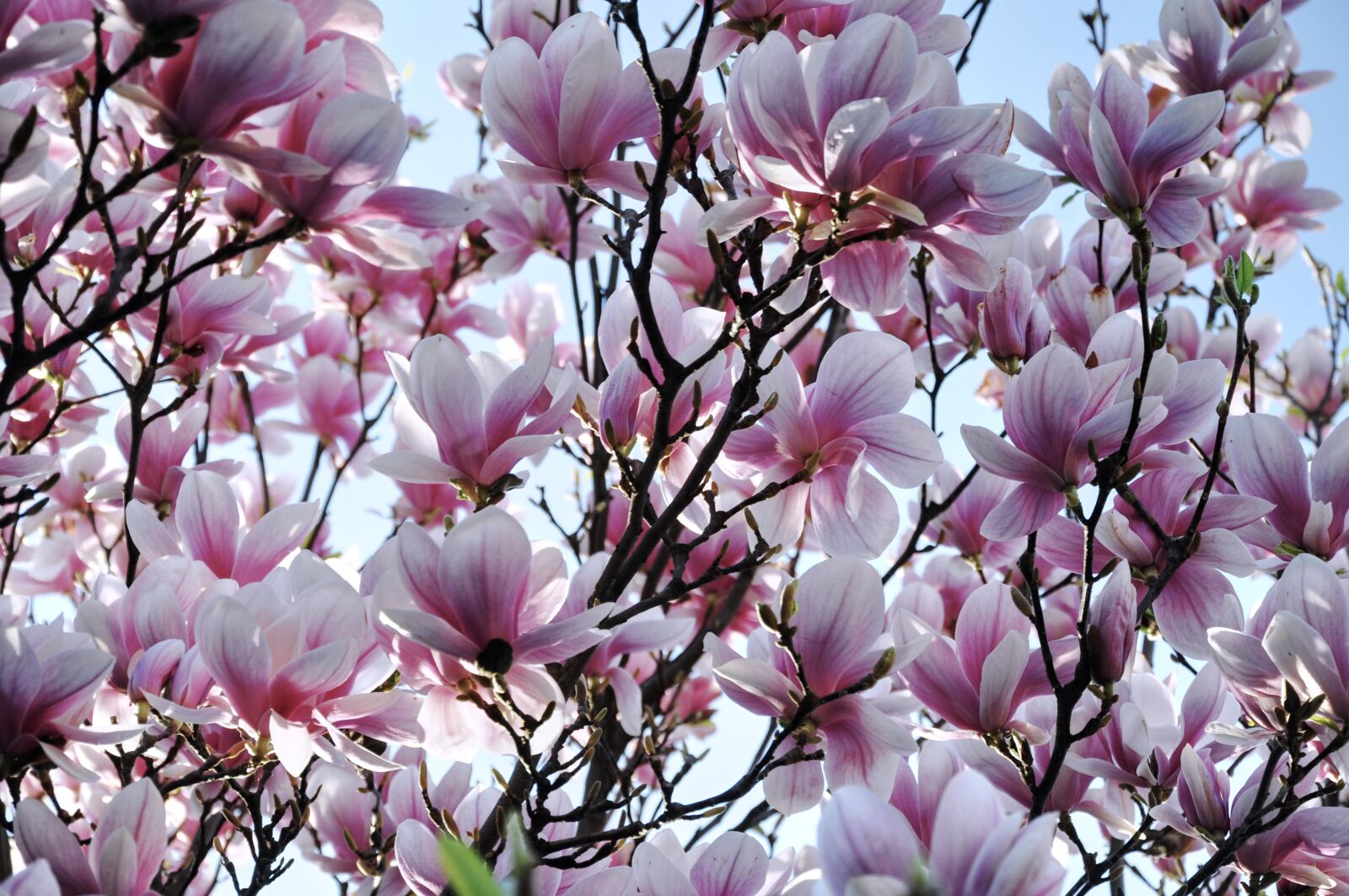 Nikon D5000 sample photo. Magnolia, spring, flower photography