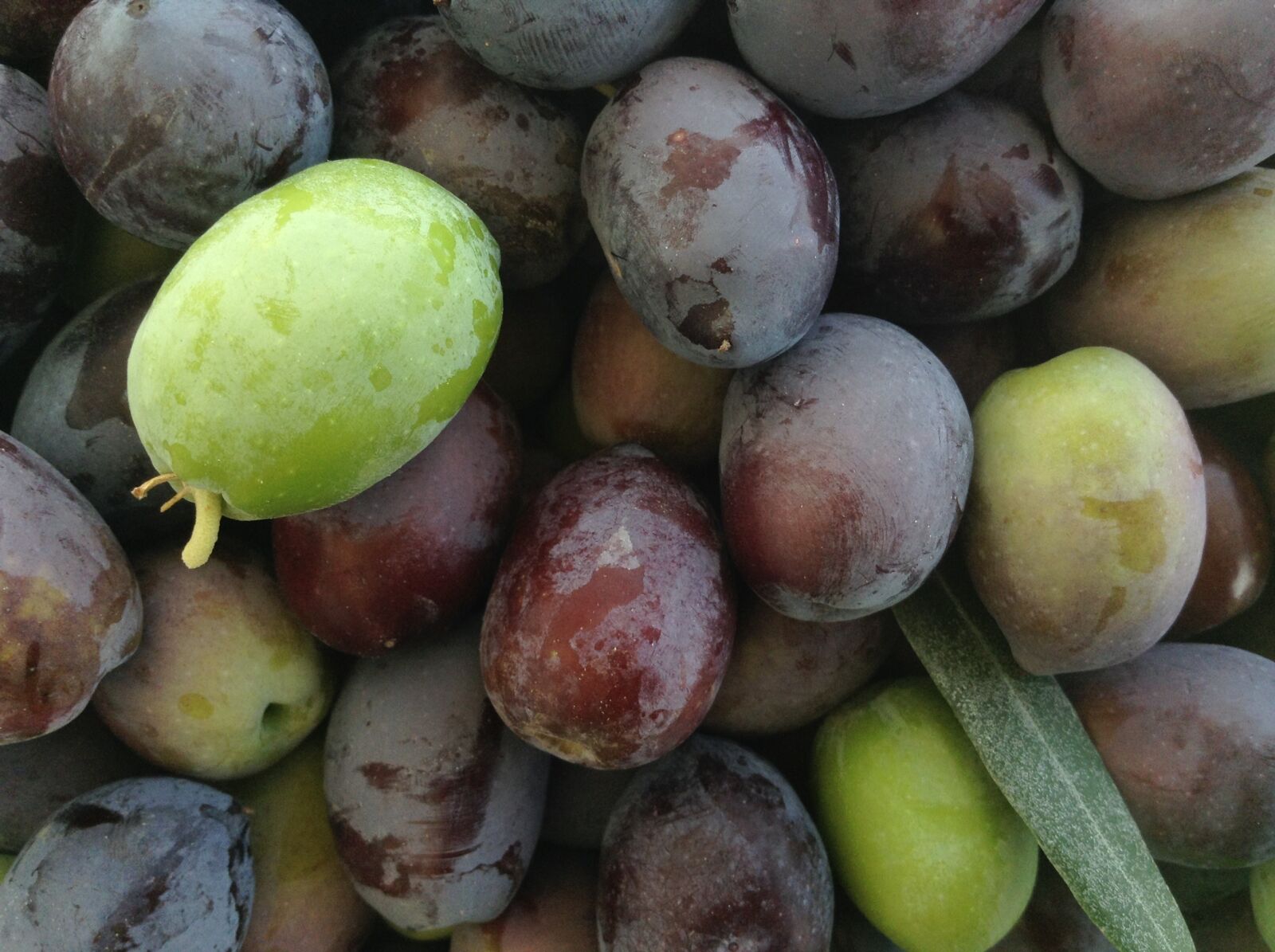 Apple iPad mini sample photo. Olives, fresh, vegetables photography