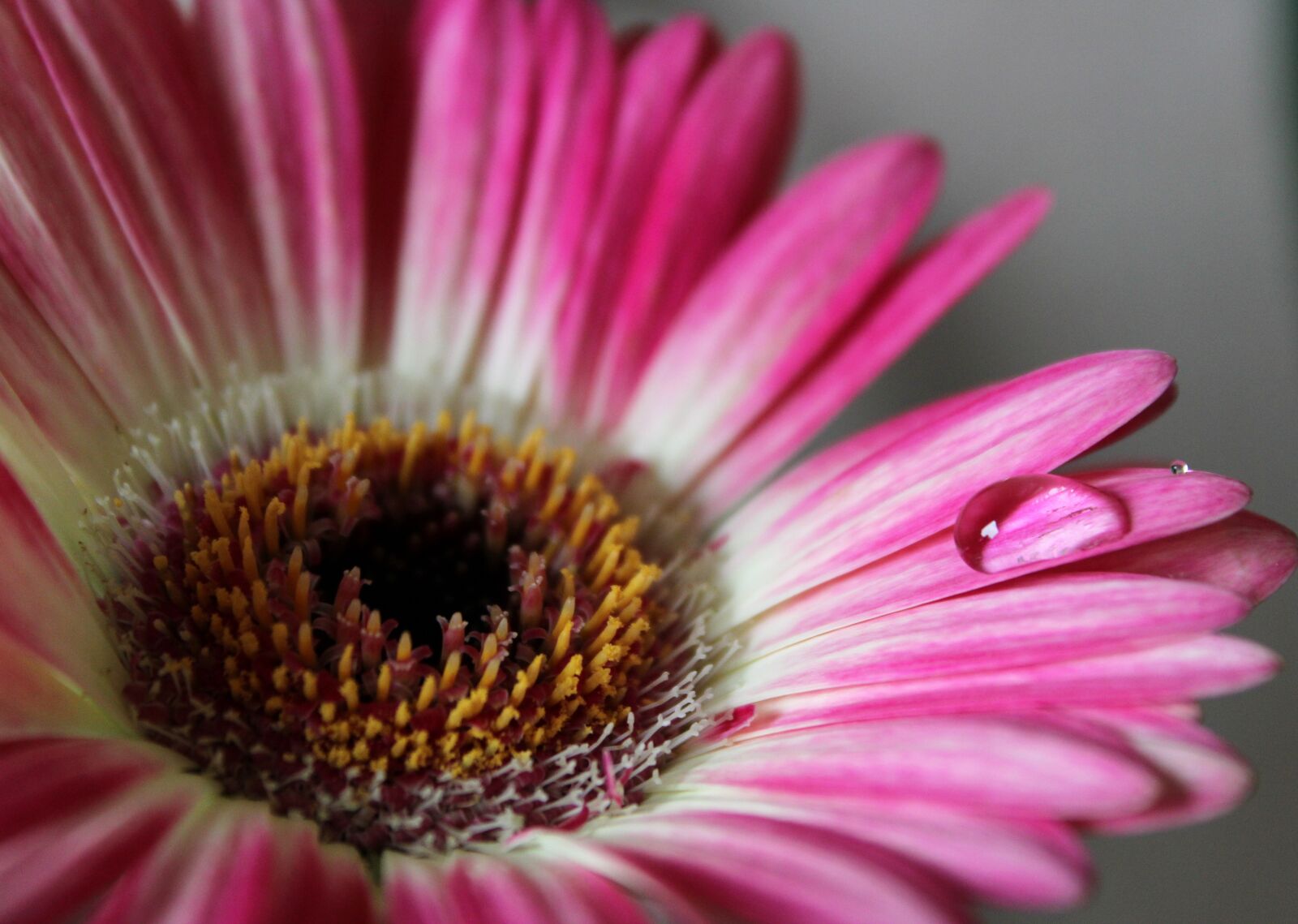 Canon EOS 2000D (EOS Rebel T7 / EOS Kiss X90 / EOS 1500D) sample photo. Gerbera, flower, nature photography