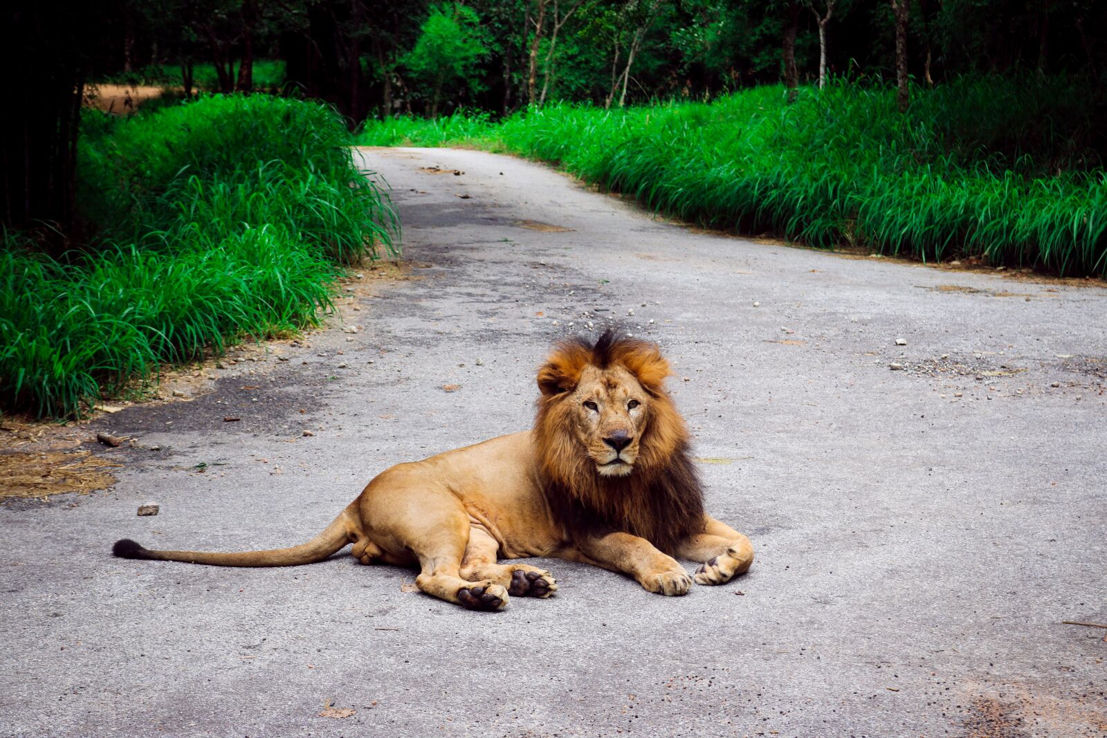 Canon EOS 750D (EOS Rebel T6i / EOS Kiss X8i) sample photo. Lion, nature, animal photography