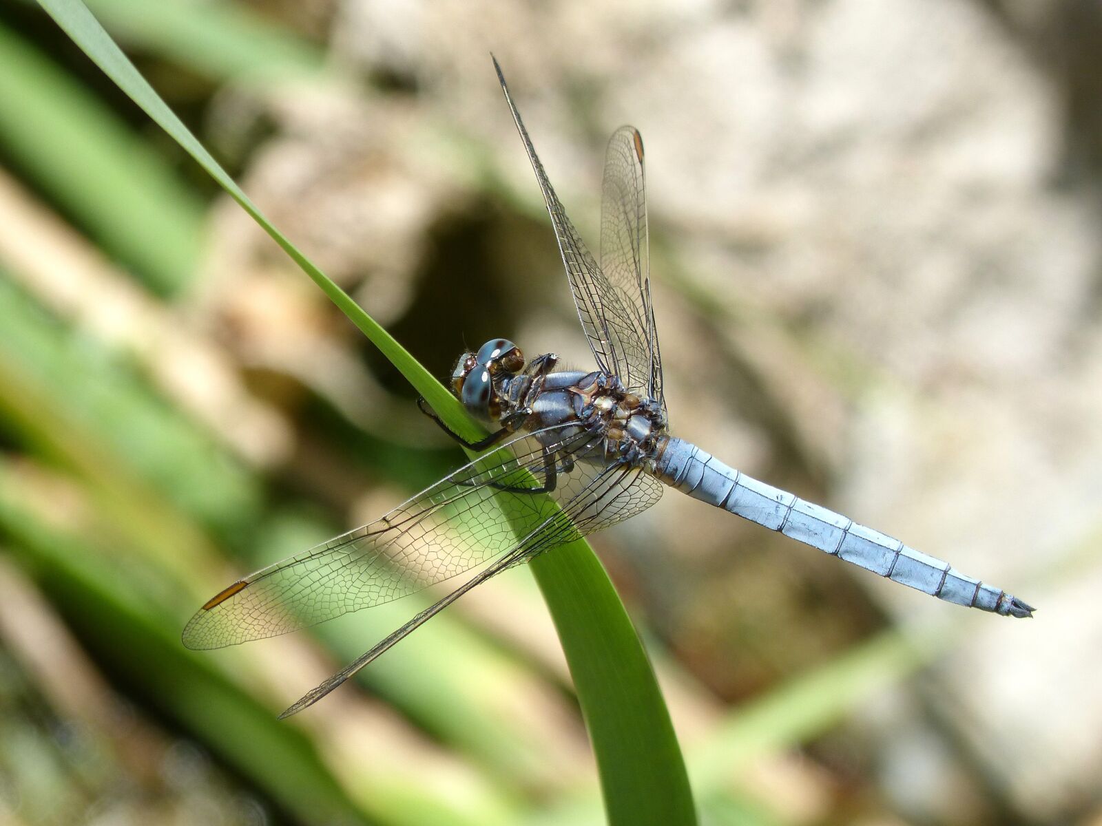Panasonic DMC-FZ62 sample photo. Blue dragonfly, stem, wetland photography