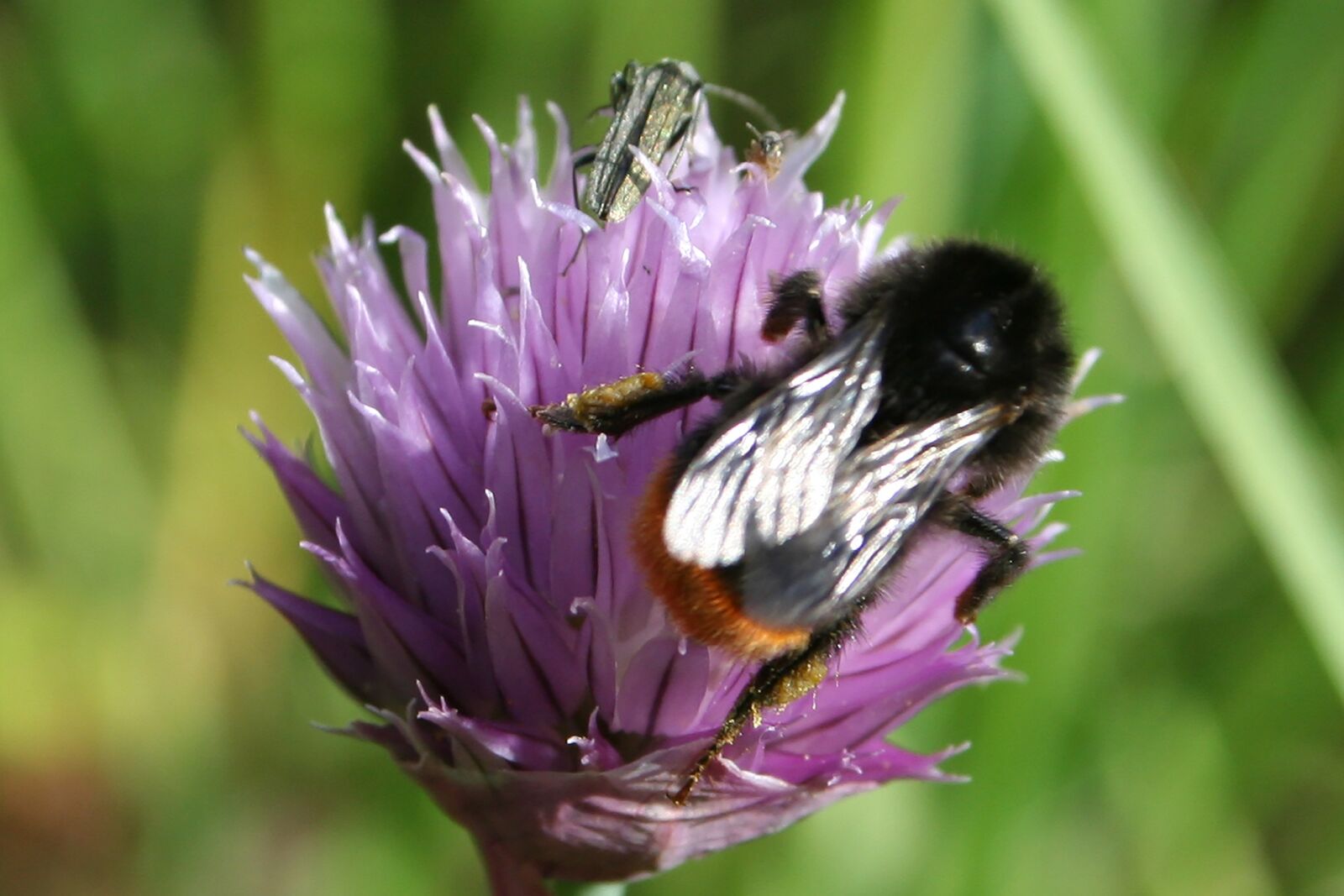 Canon EOS 350D (EOS Digital Rebel XT / EOS Kiss Digital N) sample photo. Natural, bumblebee, chives photography
