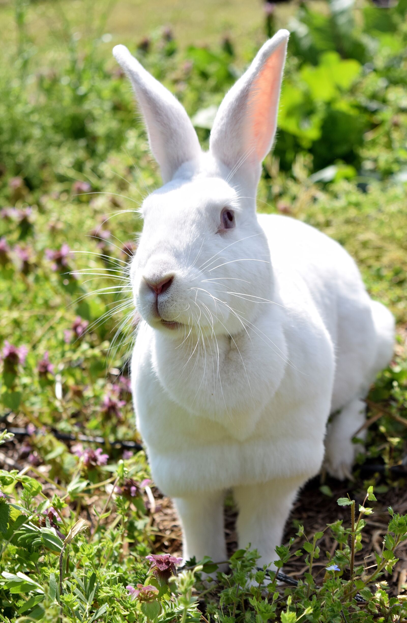 Nikon D3300 sample photo. Olaf, rabbit, new zealand photography