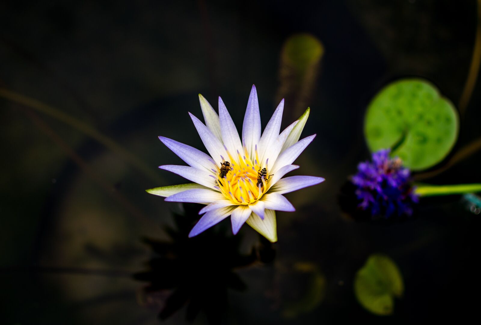 Nikon D5300 sample photo. Flower, nature, white photography