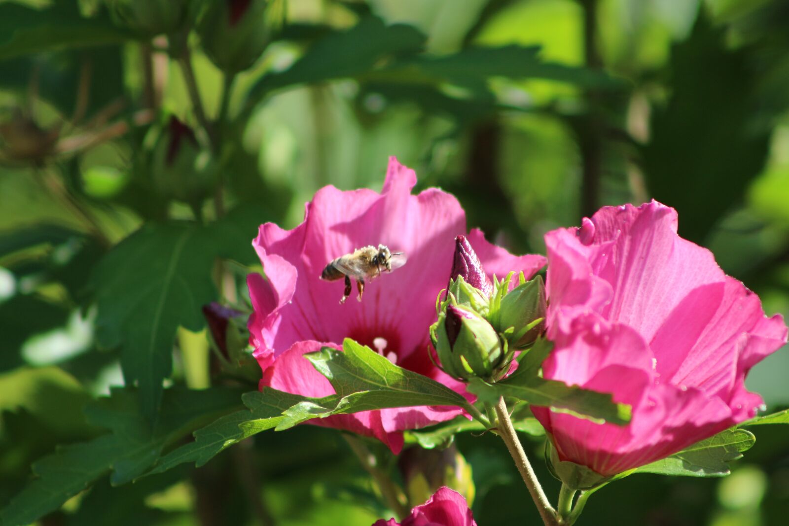 Canon EF75-300mm f/4-5.6 sample photo. Nature, summer, flower photography