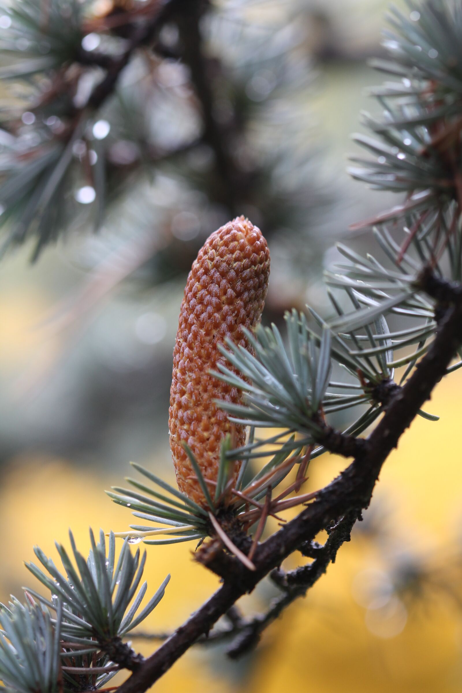 Canon EOS 550D (EOS Rebel T2i / EOS Kiss X4) sample photo. Tree, ihličnan, cone photography
