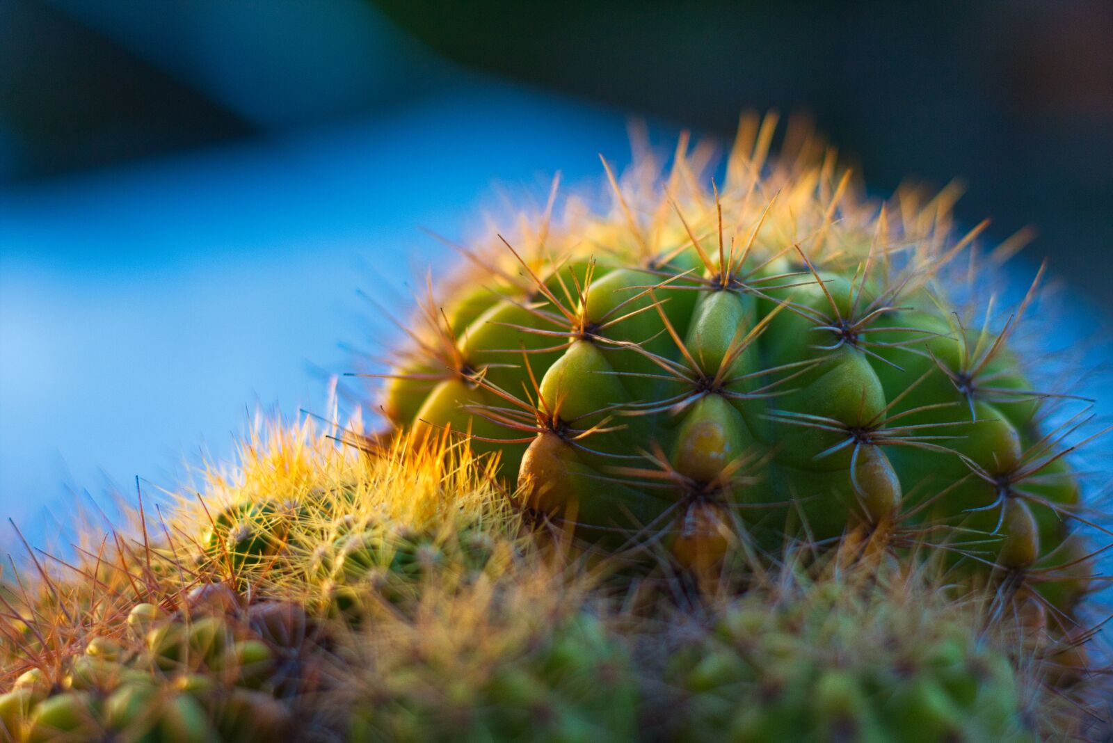 Canon EOS 700D (EOS Rebel T5i / EOS Kiss X7i) + Canon EF 50mm F1.8 STM sample photo. Plant, spikes, thorns photography