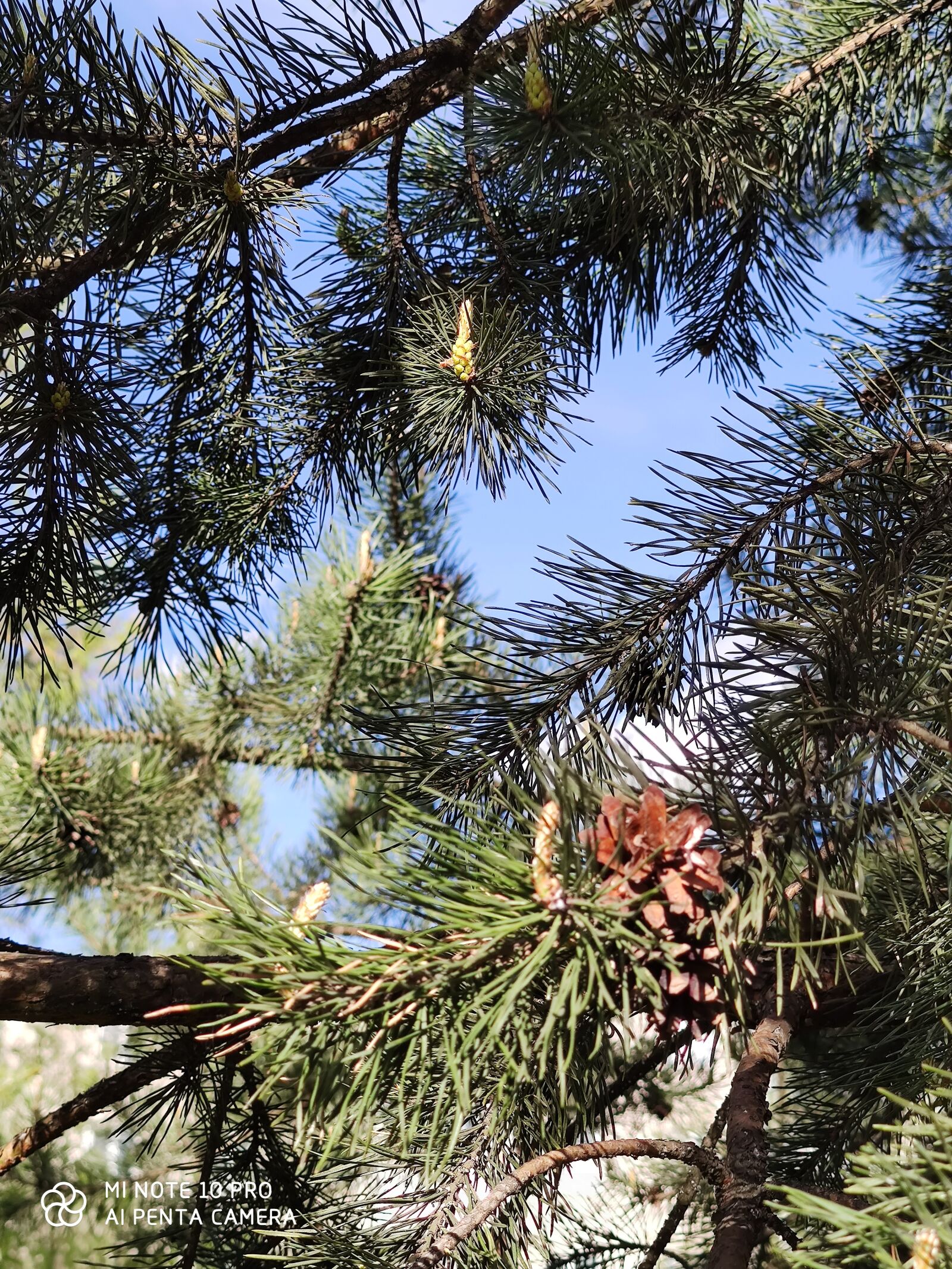 Xiaomi Mi Note 10 Pro sample photo. весна, молодой росток, шишка photography
