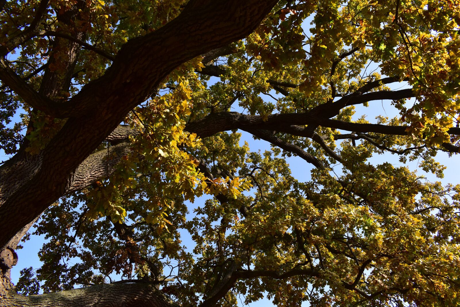 Nikon D5600 sample photo. Old oak tree, autumn photography