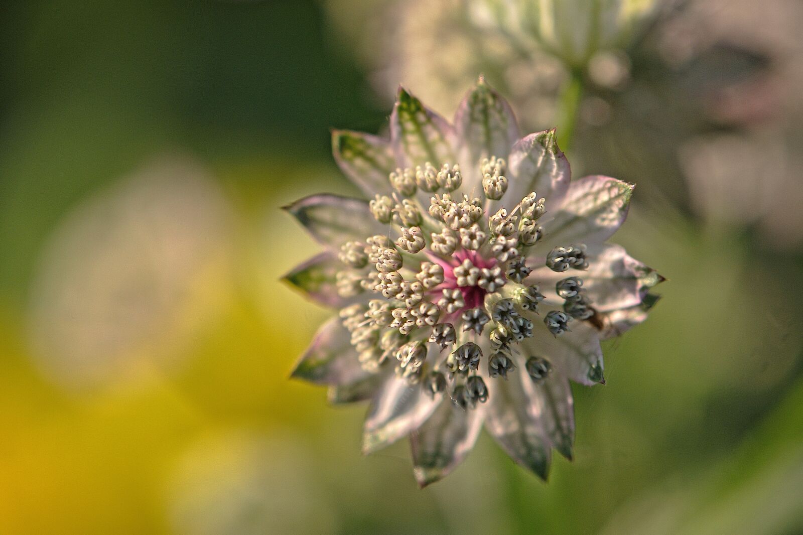 Nikon D5600 sample photo. Blossom, bloom, white photography