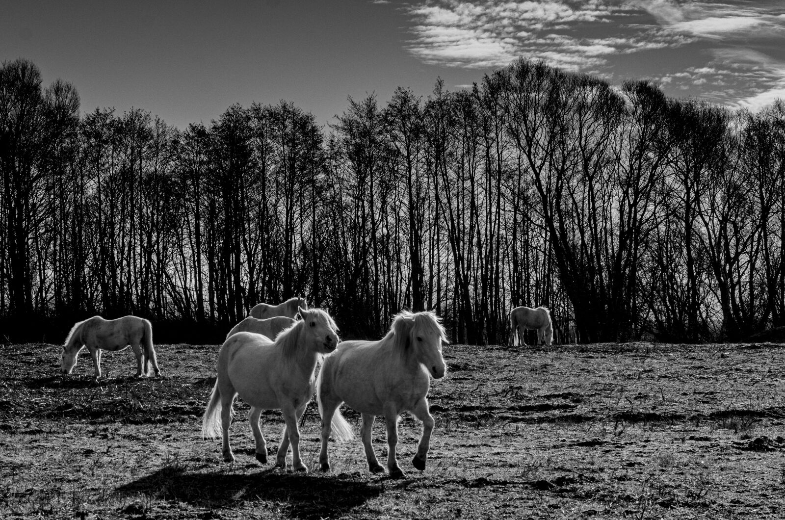Nikon D7000 sample photo. Horse, horses, camargue photography