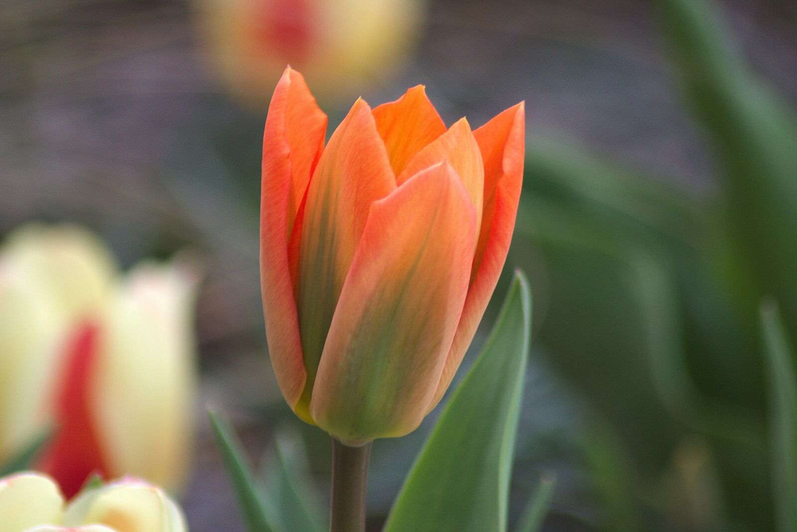 Canon EOS 750D (EOS Rebel T6i / EOS Kiss X8i) sample photo. Flower, plant, tulip photography
