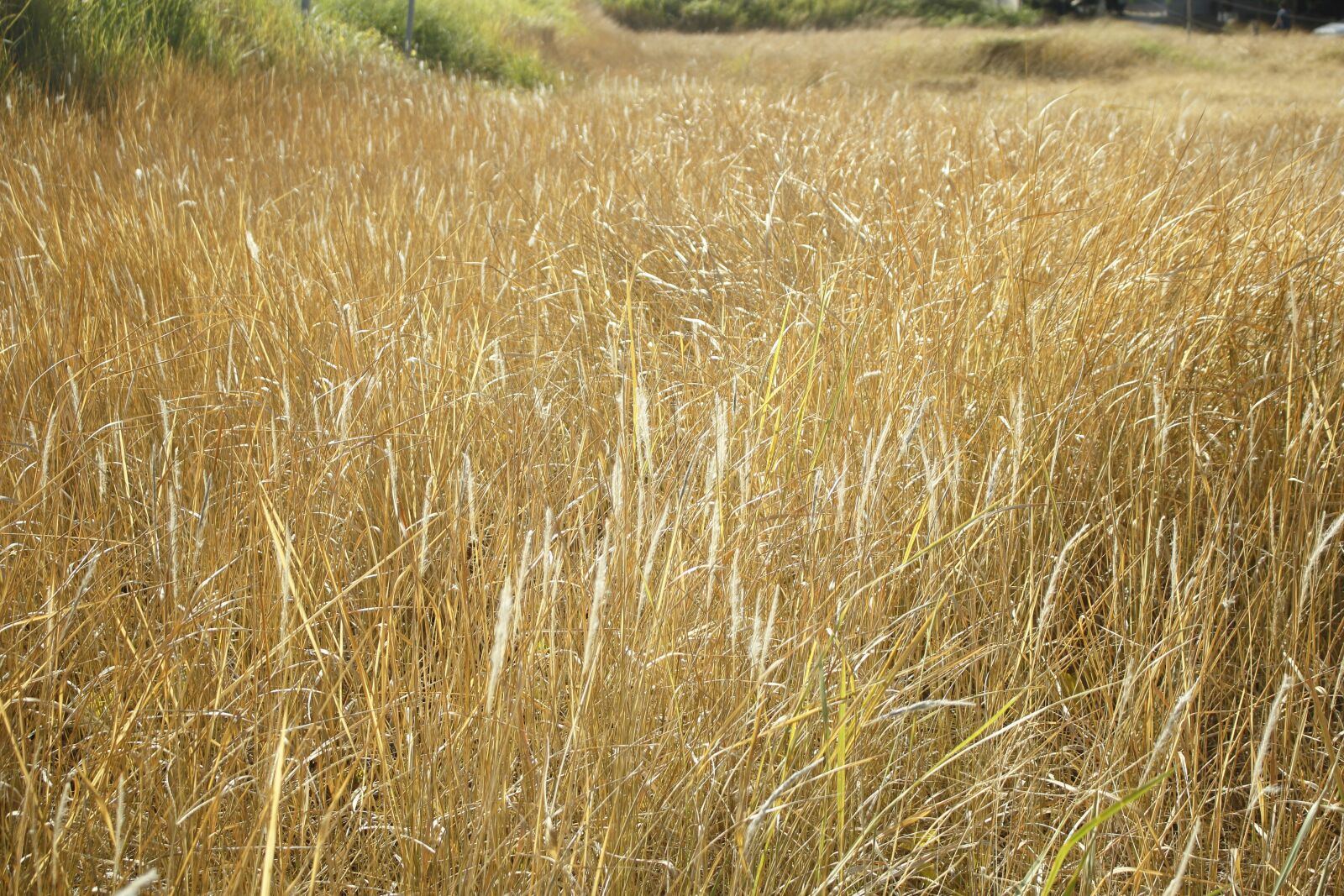 Canon EOS 60D sample photo. Emotion, cotton grass, tree photography