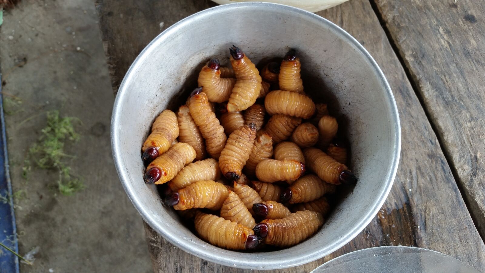 Samsung Galaxy S5 sample photo. Grubs, maggot, maggots photography