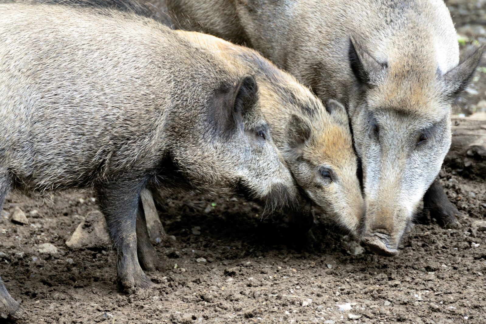 Nikon D610 sample photo. Wild boars, wild boar photography
