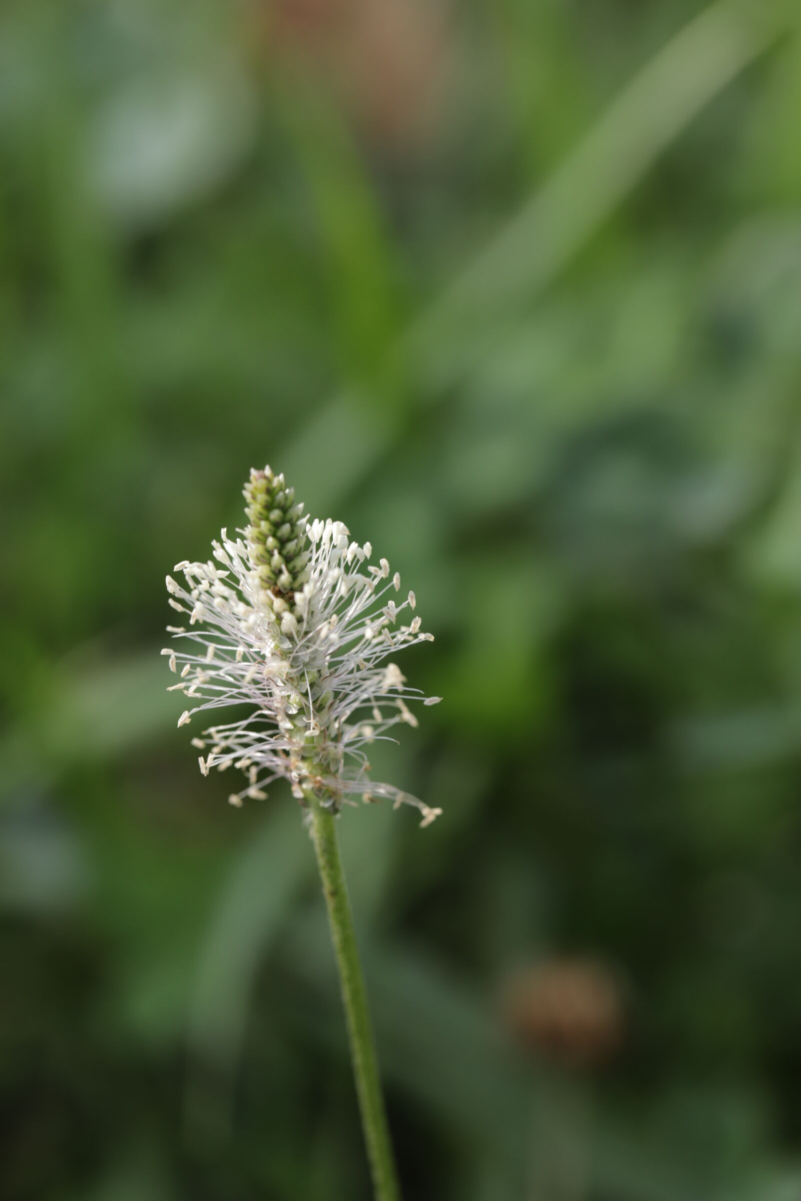 Canon EOS 6D Mark II sample photo. Flower, petals, stem photography