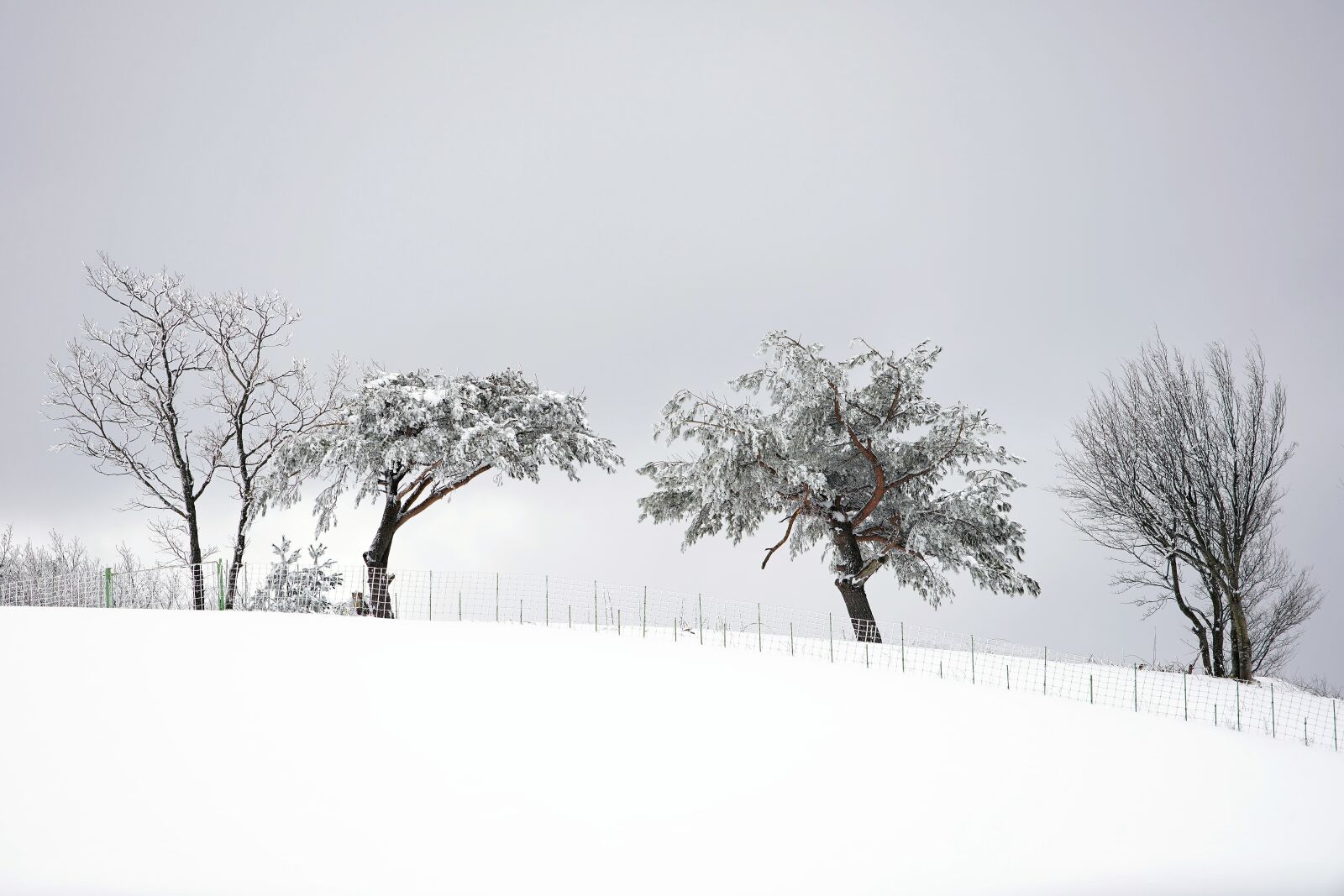 Canon EF 70-200mm F2.8L USM sample photo. Snow, white, winter photography