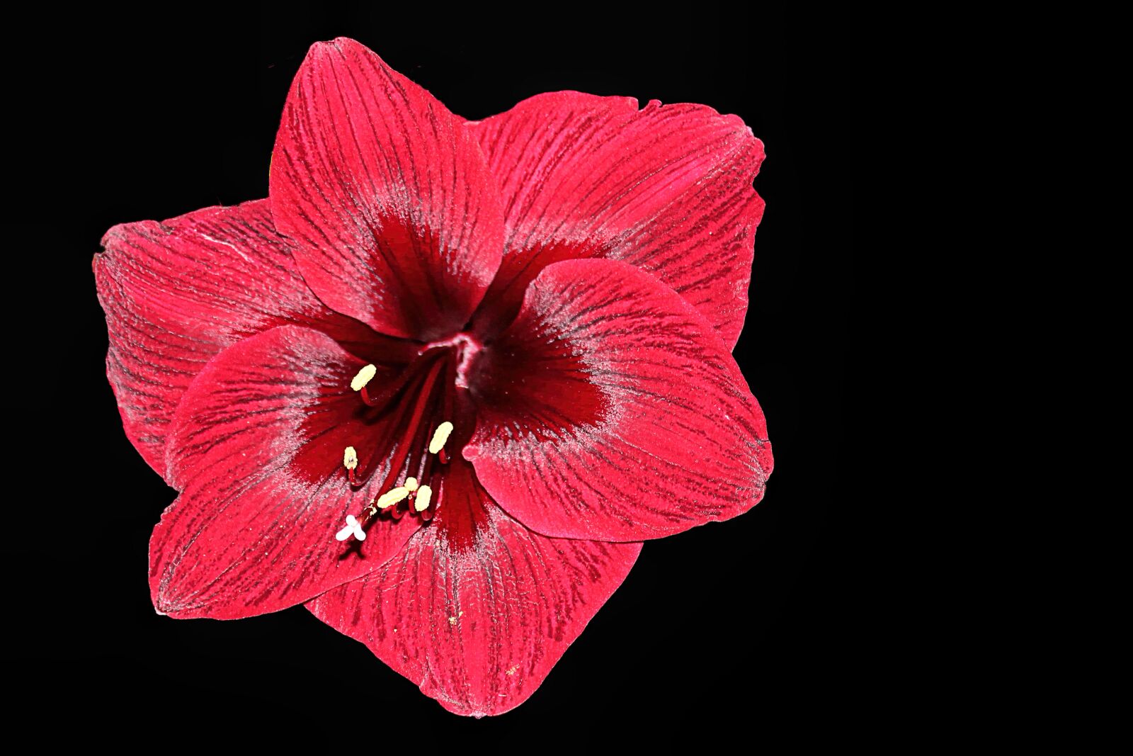 Canon EOS 1100D (EOS Rebel T3 / EOS Kiss X50) sample photo. Amaryllis, blossom, bloom photography
