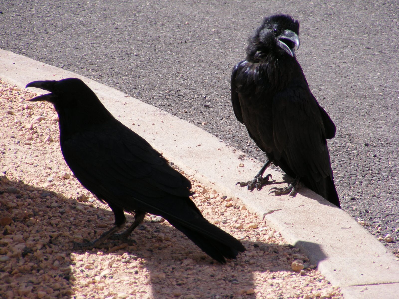 Fujifilm FinePix S5700 S700 sample photo. Ravens, utah, bird photography