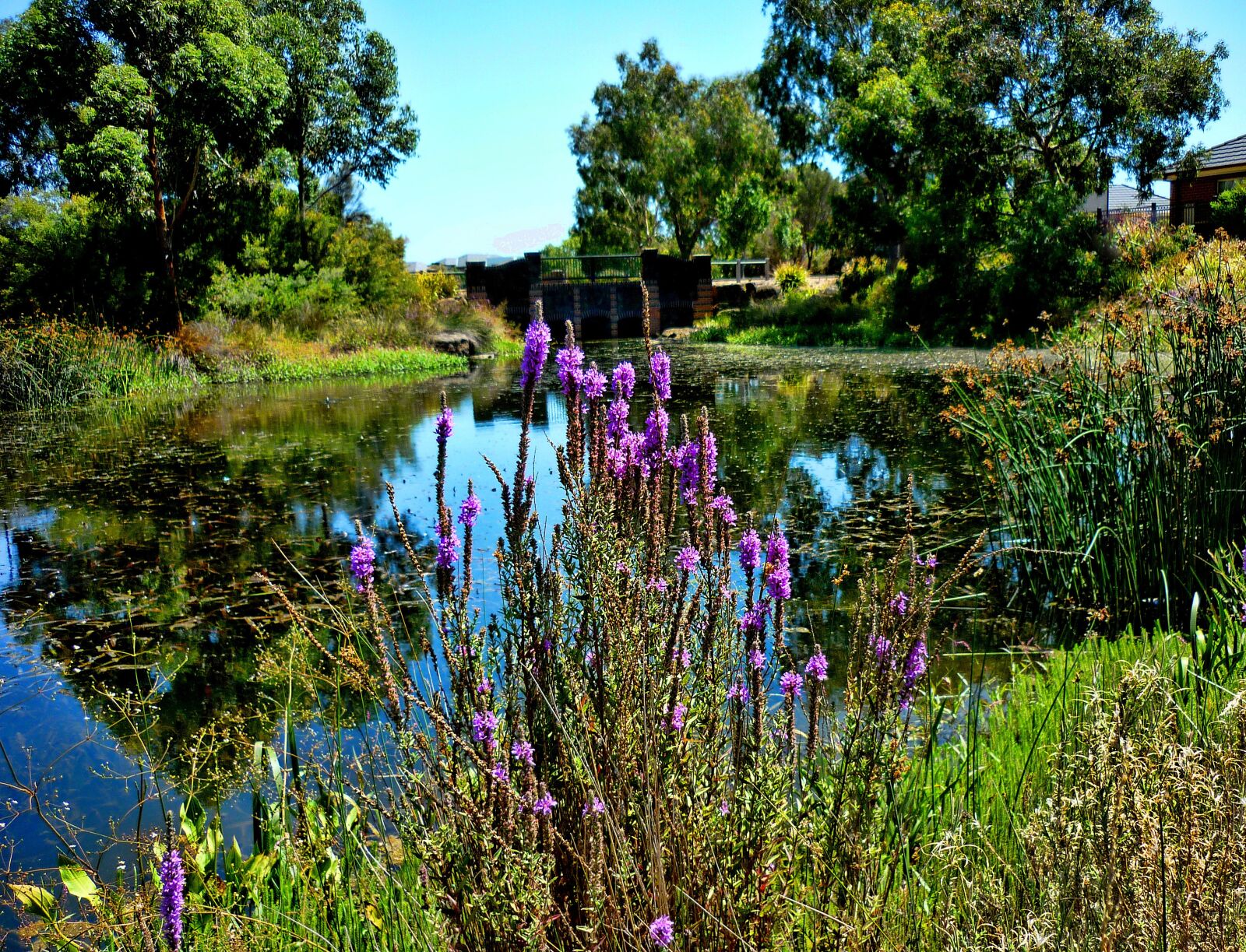 Panasonic DMC-FS7 sample photo. Flowers, lake, nature photography