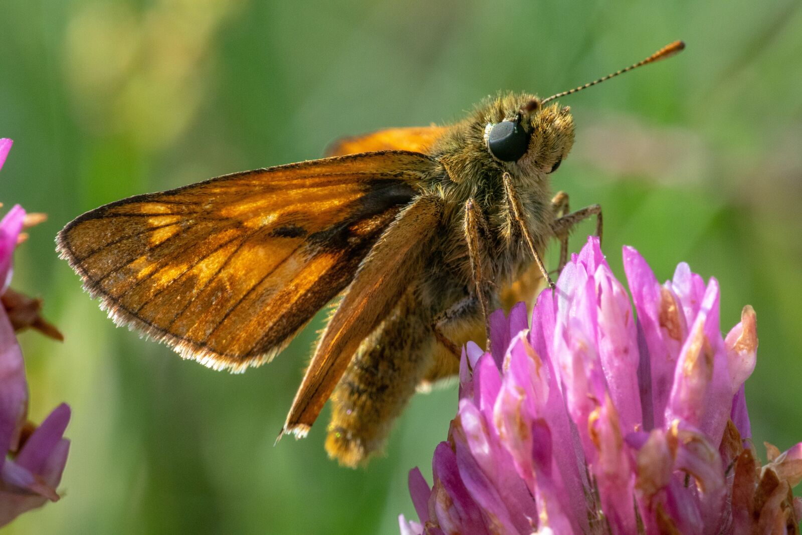 Nikon 1 Nikkor VR 30-110mm F3.8-5.6 sample photo. Skipper, insect, butterfly photography