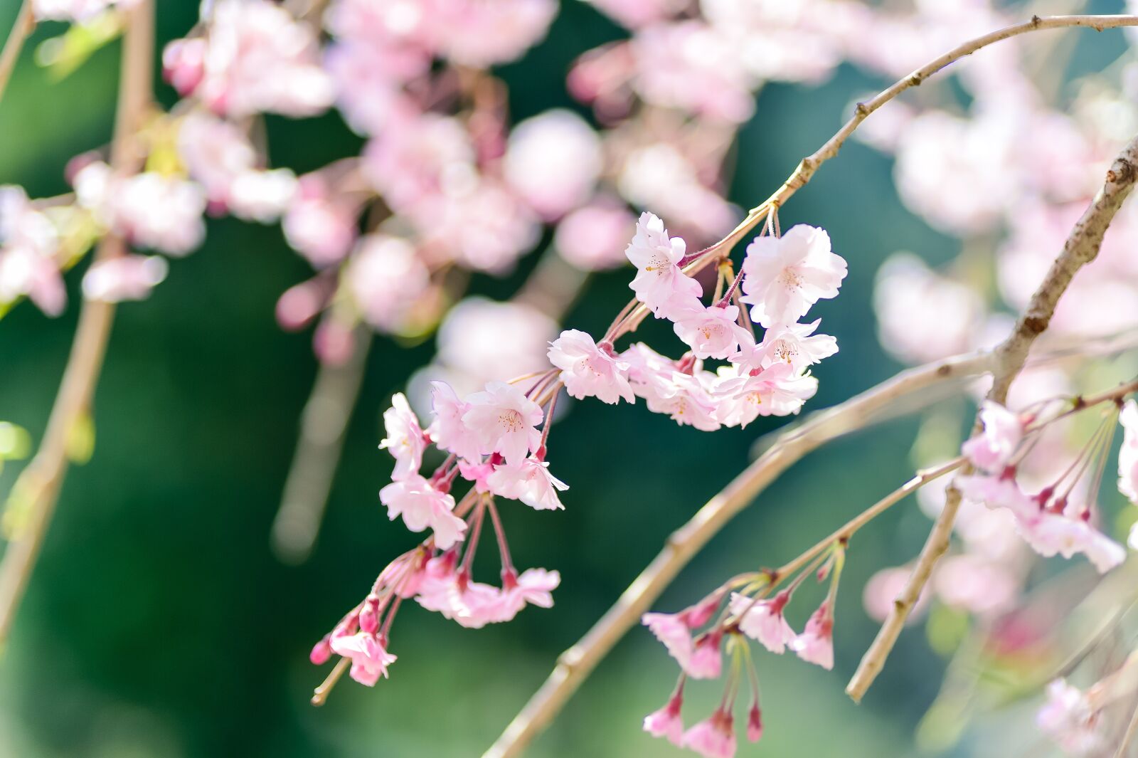 Nikon Df sample photo. Flowers, natural, plant photography