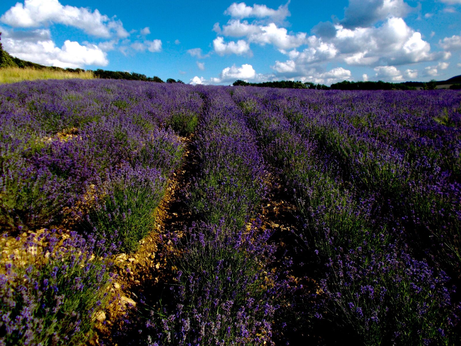 Nikon COOLPIX L29 sample photo. Lavender, lavender field, lavandula photography