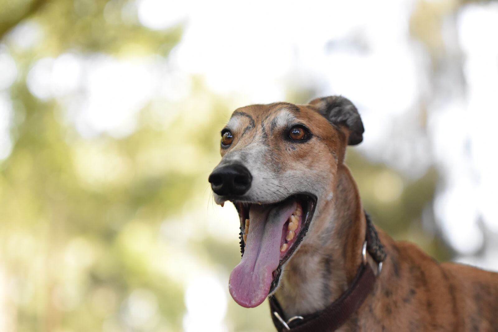 Nikon D5500 sample photo. Greyhound, retired racing dog photography