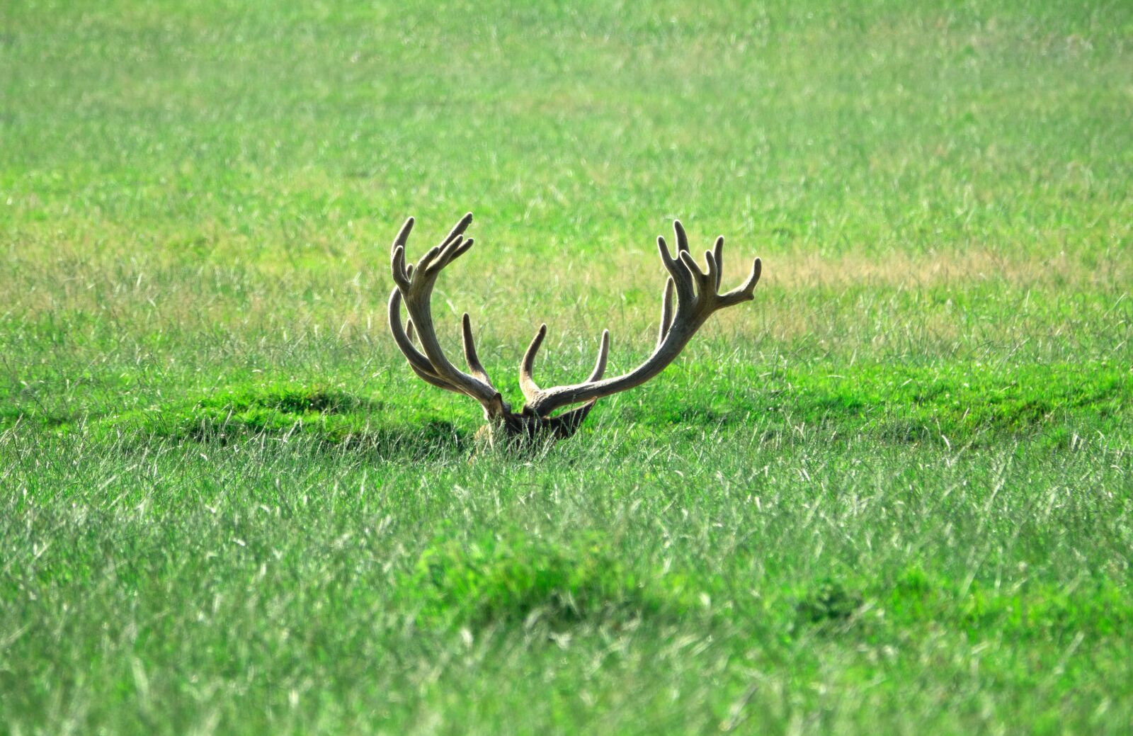 Sony Cyber-shot DSC-RX10 III sample photo. Hirsch, antler, concerns photography