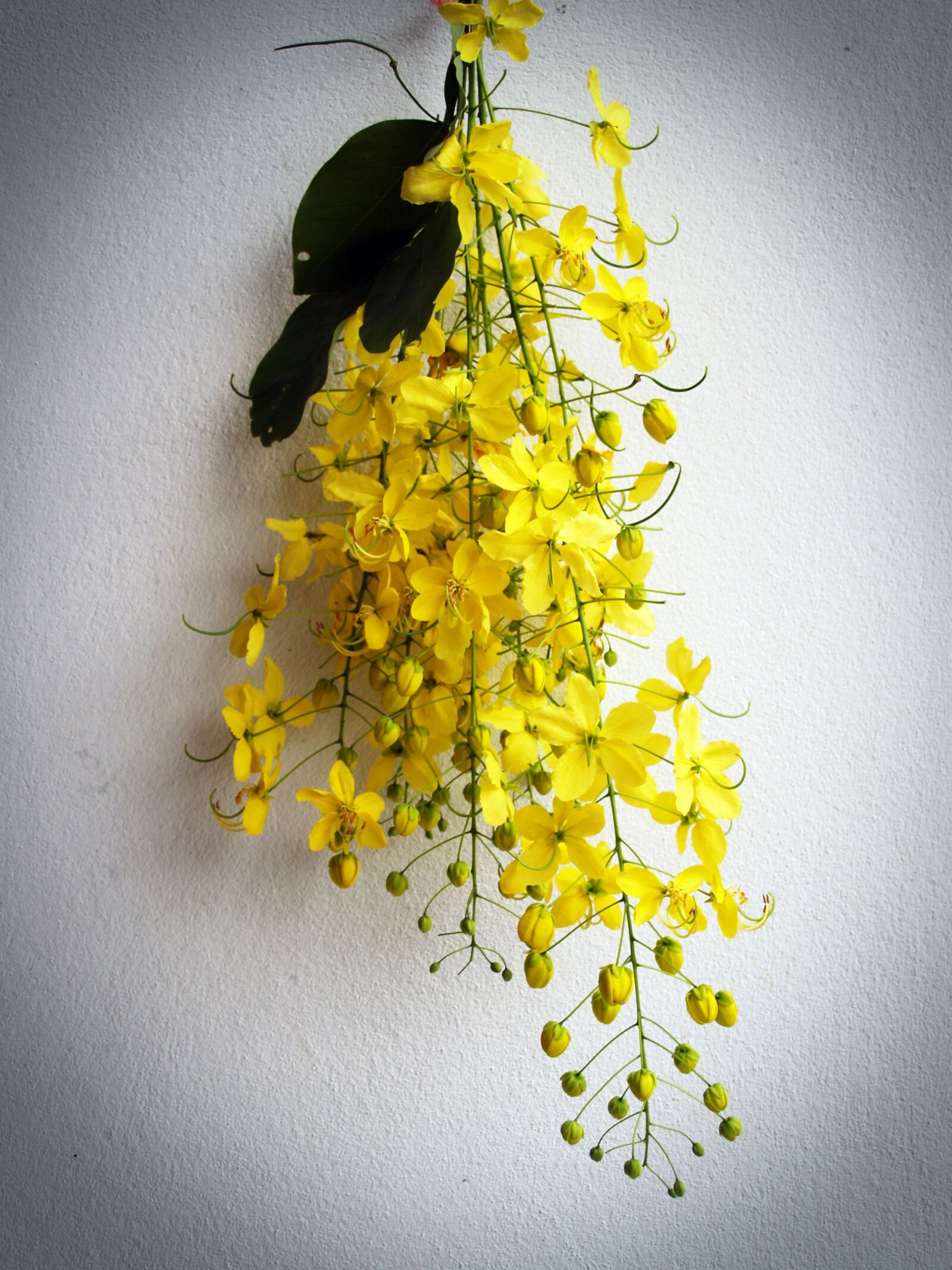 Olympus E-300 (EVOLT E-300) sample photo. Cassia, shower, golden photography