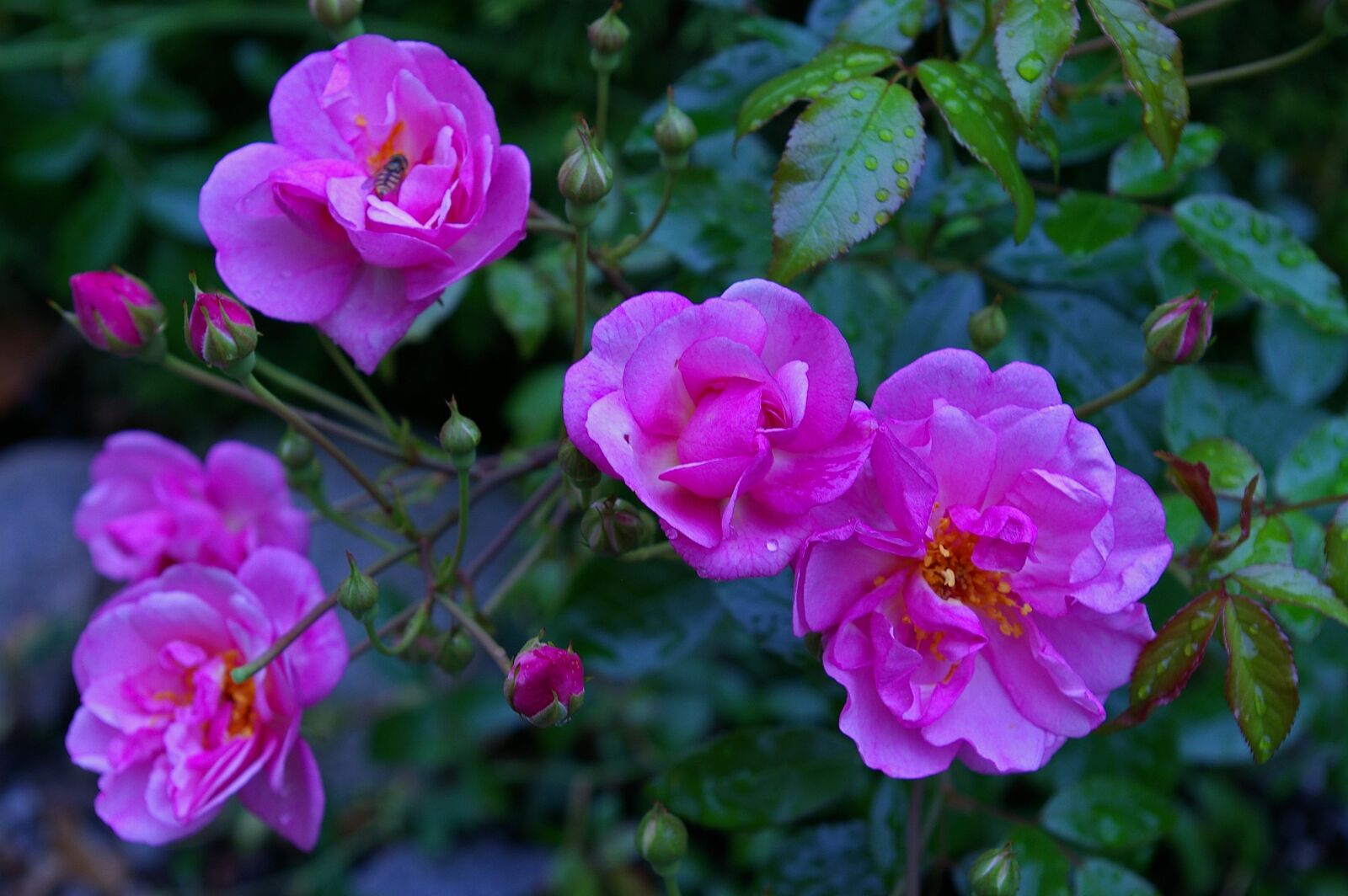 Pentax *ist DL2 sample photo. Rose, pink rose, scented photography